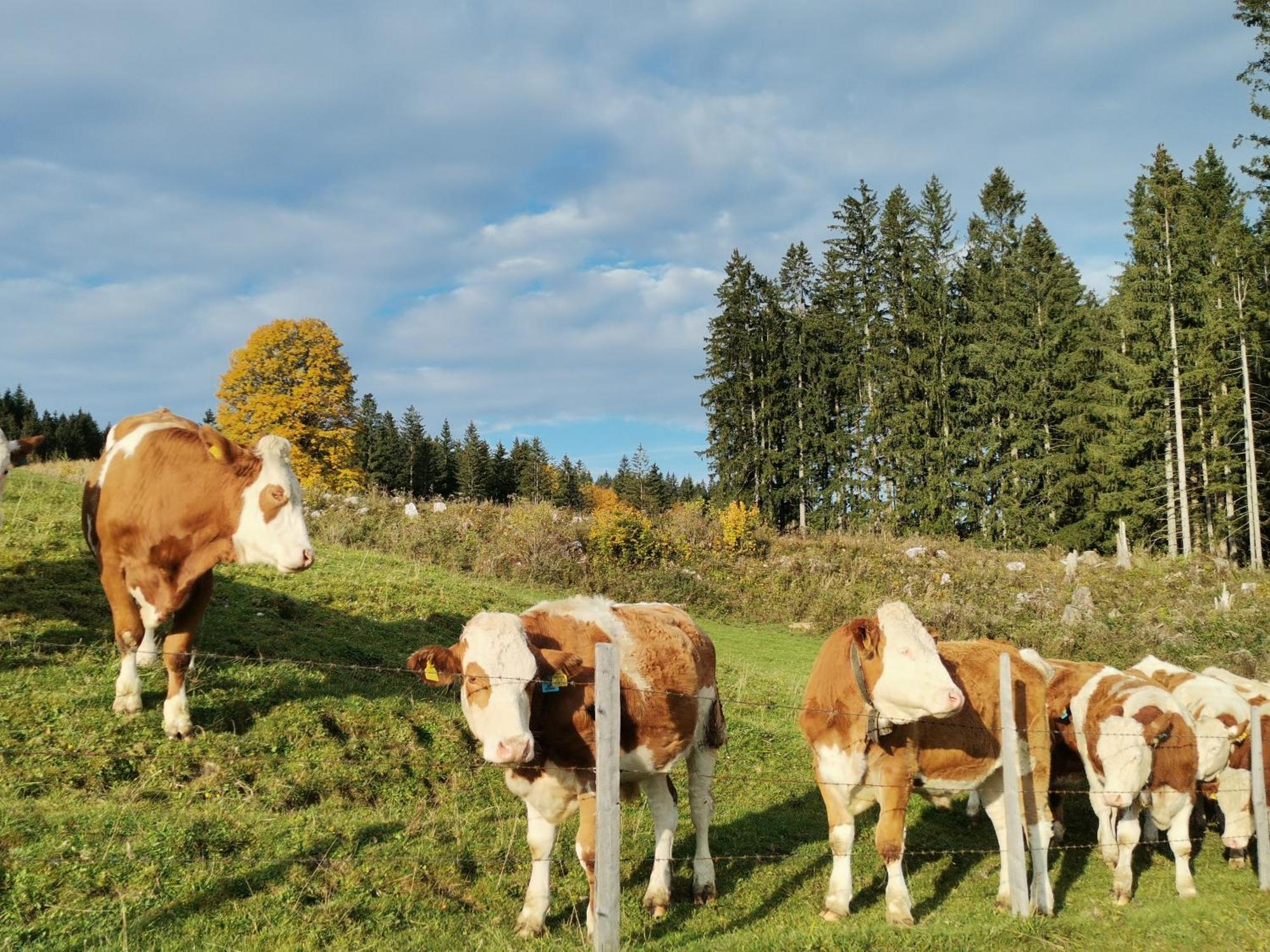 Ferienhaus Zwickelreith Göstling an der Ybbs Zewnętrze zdjęcie